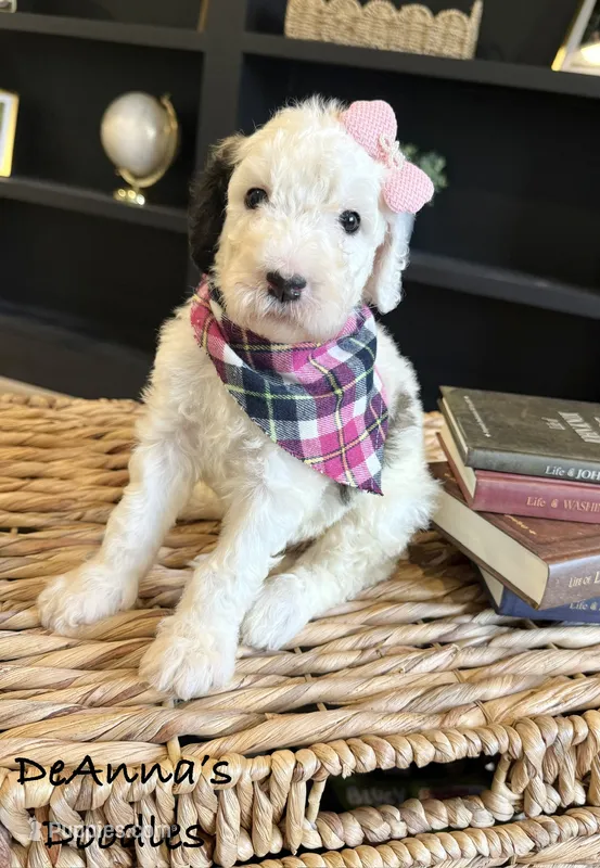 Sprinkle Panda – Sheepadoodle puppy for sale in Flatwoods, KY