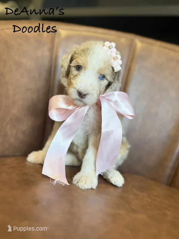 Strawberry – Sheepadoodle puppy for sale in Flatwoods, KY