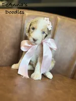 Strawberry, a female Sheepadoodle for sale in Flatwoods, KY – 1 of 5