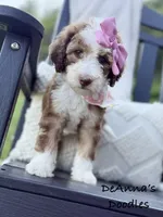Lemon, a female Sheepadoodle for sale in Flatwoods, KY – 8 of 10