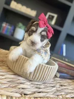 Mia, a female Sheepadoodle for sale in Flatwoods, KY – 3 of 8