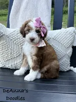 Lemon, a female Sheepadoodle for sale in Flatwoods, KY – 5 of 10