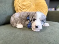 Houstus, a male Sheepadoodle for sale in Flatwoods, KY – 3 of 5