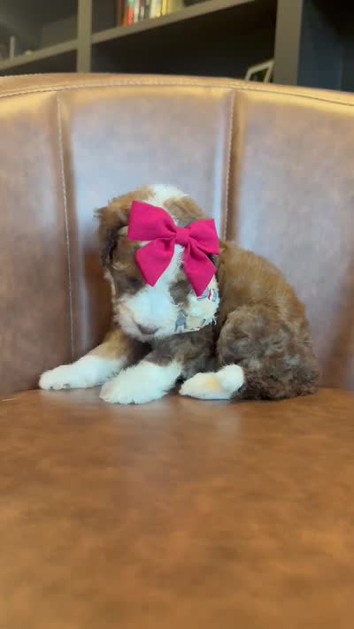 Lemon, a female Sheepadoodle for sale in Flatwoods, KY – 4 of 5