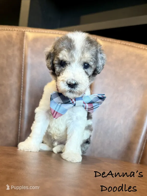 Dereck – Sheepadoodle puppy for sale in Flatwoods, KY