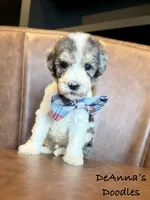Dereck, a male Sheepadoodle for sale in Flatwoods, KY – 1 of 5