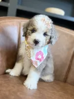 Sue, a female Aussiedoodle and Miniature Aussiedoodle for sale in Flatwoods, KY – 4 of 8