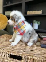 Johnny, a male Aussiedoodle and Miniature Aussiedoodle for sale in Flatwoods, KY – 5 of 7