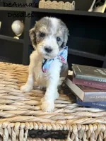 Dereck, a male Sheepadoodle for sale in Flatwoods, KY – 2 of 5