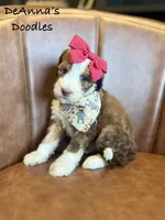 Lemon, a female Sheepadoodle for sale in Flatwoods, KY – 3 of 5