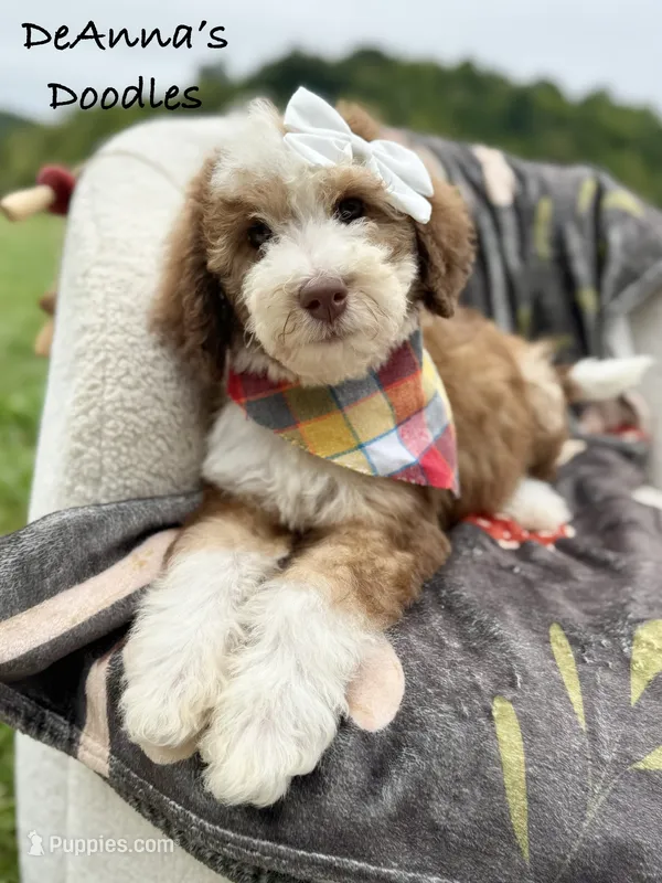 Lemon – Sheepadoodle puppy for sale in Flatwoods, KY