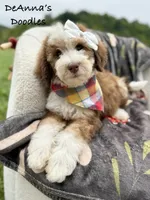 Lemon, a female Sheepadoodle for sale in Flatwoods, KY – 1 of 10