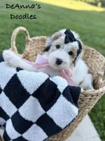 Poopsy, a female Sheepadoodle for sale in Flatwoods, KY – 3 of 10