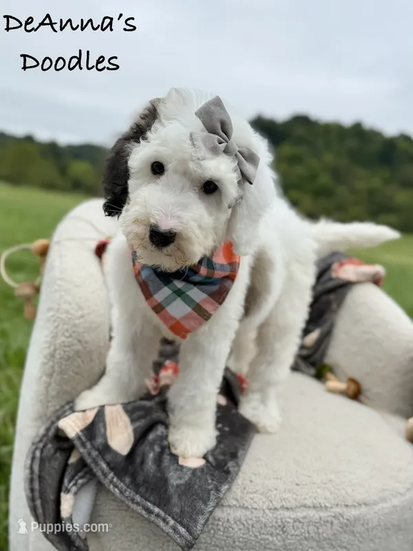 Sprinkle Panda – Sheepadoodle puppy for sale in Flatwoods, KY
