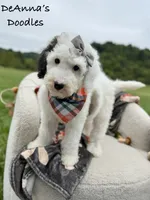 Sprinkle Panda, a female Sheepadoodle for sale in Flatwoods, KY – 1 of 9