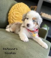 Johnny, a male Aussiedoodle and Miniature Aussiedoodle for sale in Flatwoods, KY – 3 of 7