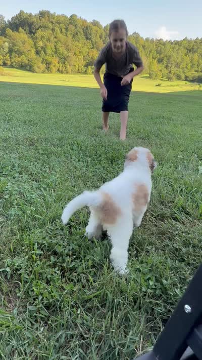 Poopsy, a female Sheepadoodle for sale in Flatwoods, KY – 10 of 10