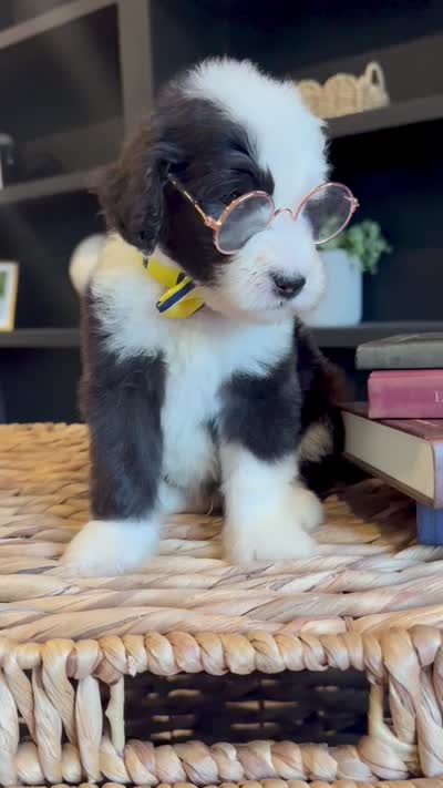 Mega Chubbs, a male Sheepadoodle for sale in Flatwoods, KY – 5 of 6