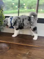Reed, a male Aussiedoodle and Miniature Aussiedoodle for sale in Flatwoods, KY – 4 of 8