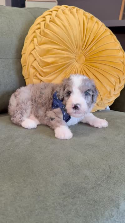 Houstus, a male Sheepadoodle for sale in Flatwoods, KY – 5 of 5