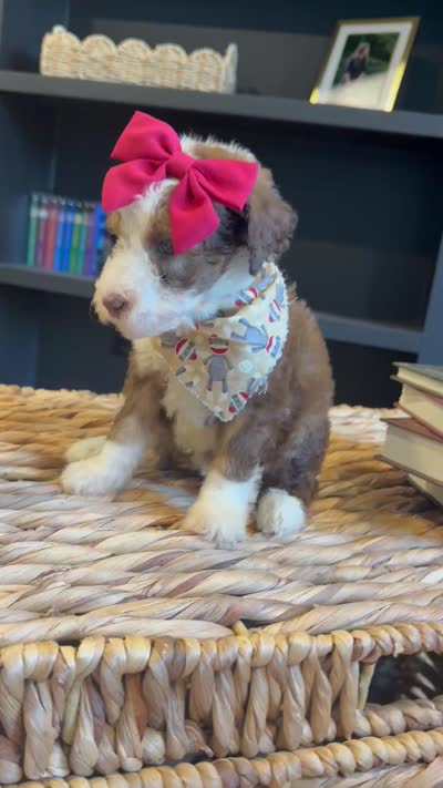 Lemon, a female Sheepadoodle for sale in Flatwoods, KY – 5 of 5