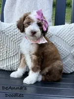 Lemon, a female Sheepadoodle for sale in Flatwoods, KY – 9 of 10