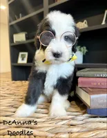 Mega Chubbs, a male Sheepadoodle for sale in Flatwoods, KY – 4 of 6