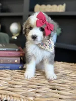 Sue, a female Aussiedoodle and Miniature Aussiedoodle for sale in Flatwoods, KY – 6 of 8