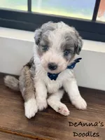 Reed, a male Aussiedoodle and Miniature Aussiedoodle for sale in Flatwoods, KY – 6 of 8