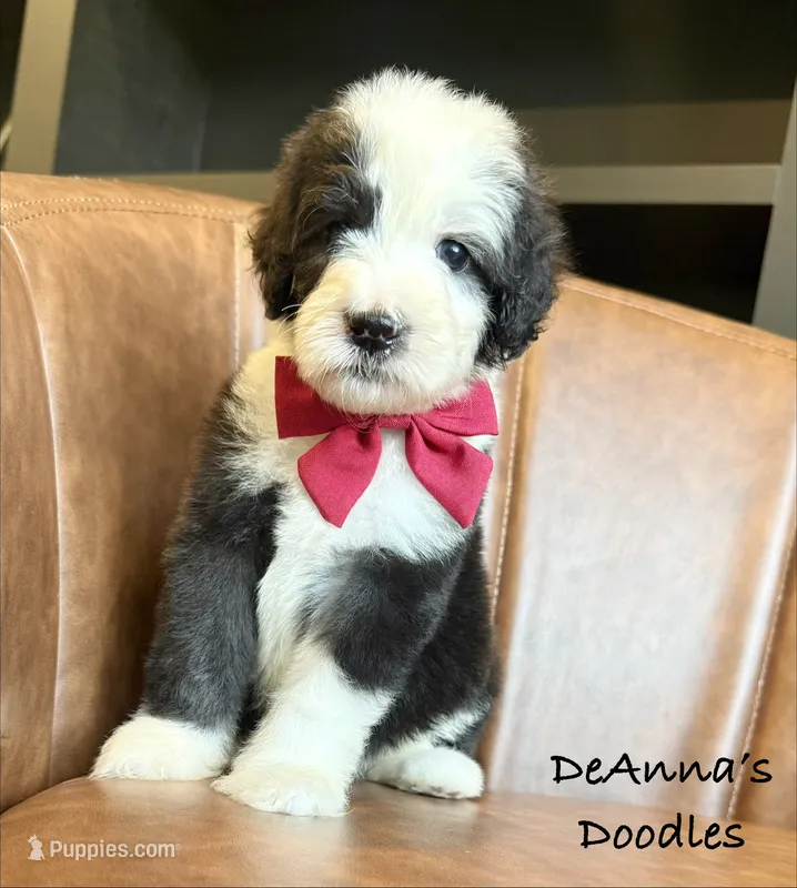 Mega Chubbs – Sheepadoodle puppy for sale in Flatwoods, KY