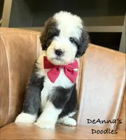 Mega Chubbs, a male Sheepadoodle for sale in Flatwoods, KY – 1 of 6