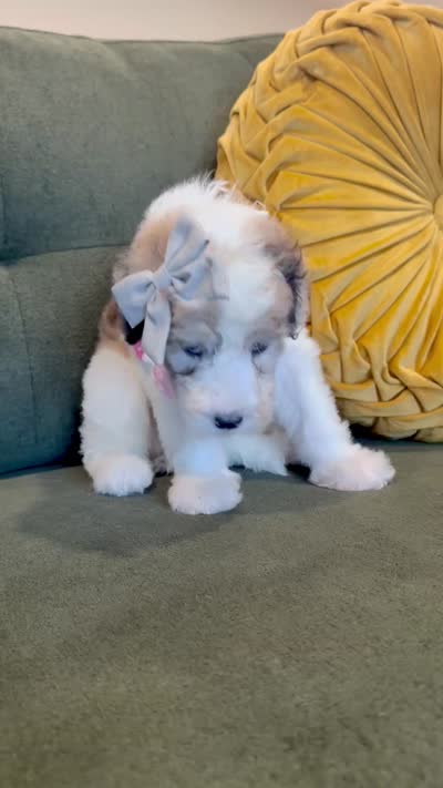 Poopsy, a female Sheepadoodle for sale in Flatwoods, KY – 4 of 4