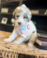 Poopsy, a female Sheepadoodle for sale in Flatwoods, KY – 3 of 4