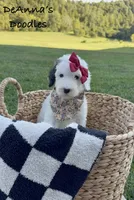 Sprinkle Panda, a female Sheepadoodle for sale in Flatwoods, KY – 7 of 9
