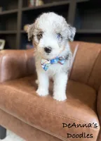 Reed, a male Aussiedoodle and Miniature Aussiedoodle for sale in Flatwoods, KY – 3 of 8