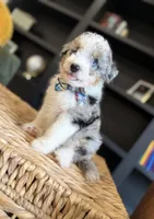 Reed, a male Aussiedoodle and Miniature Aussiedoodle for sale in Flatwoods, KY – 2 of 8