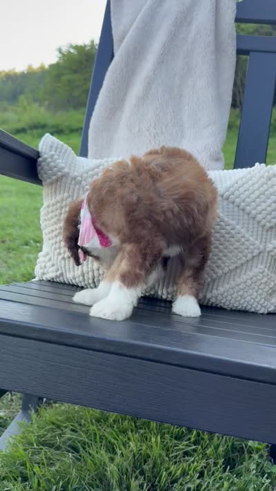 Lemon, a female Sheepadoodle for sale in Flatwoods, KY – 10 of 10