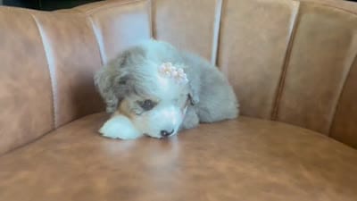 Sue, a female Aussiedoodle and Miniature Aussiedoodle for sale in Flatwoods, KY – 7 of 8