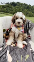 Lemon, a female Sheepadoodle for sale in Flatwoods, KY – 2 of 10