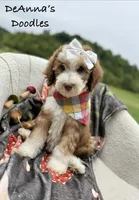 Lemon, a female Sheepadoodle for sale in Flatwoods, KY – 4 of 10