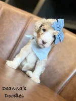 Strawberry, a female Sheepadoodle for sale in Flatwoods, KY – 2 of 5
