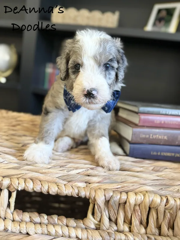 Houstus – Sheepadoodle puppy for sale in Flatwoods, KY