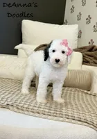 Sprinkle Panda, a female Sheepadoodle for sale in Flatwoods, KY – 4 of 9