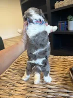Dereck, a male Sheepadoodle for sale in Flatwoods, KY – 3 of 5