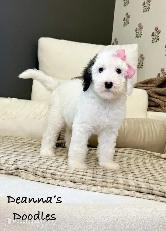 Sprinkle Panda – Sheepadoodle puppy for sale in Flatwoods, KY