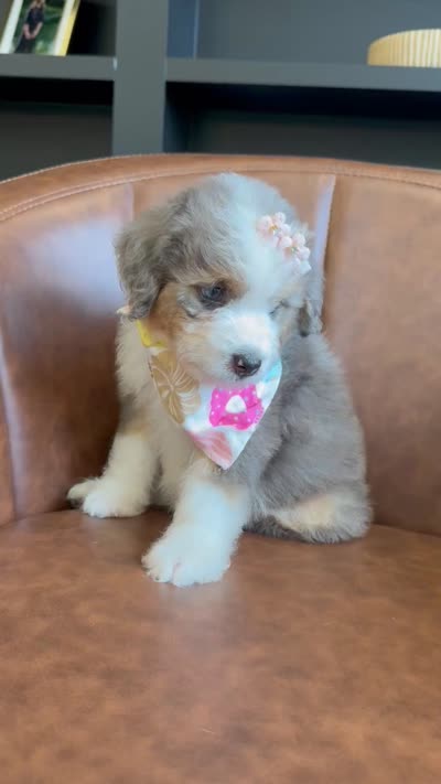 Sue, a female Aussiedoodle and Miniature Aussiedoodle for sale in Flatwoods, KY – 8 of 8