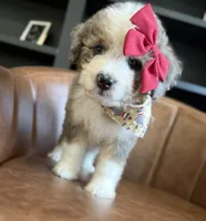 Sue, a female Aussiedoodle and Miniature Aussiedoodle for sale in Flatwoods, KY – 3 of 8