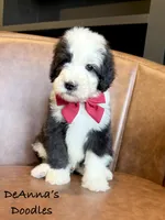 Mega Chubbs, a male Sheepadoodle for sale in Flatwoods, KY – 3 of 6