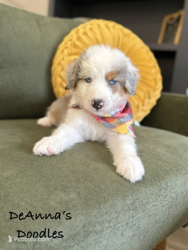 Johnny – Aussiedoodle, Miniature Aussiedoodle puppy for sale in Flatwoods, KY