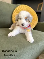 Johnny, a male Aussiedoodle and Miniature Aussiedoodle for sale in Flatwoods, KY – 1 of 7